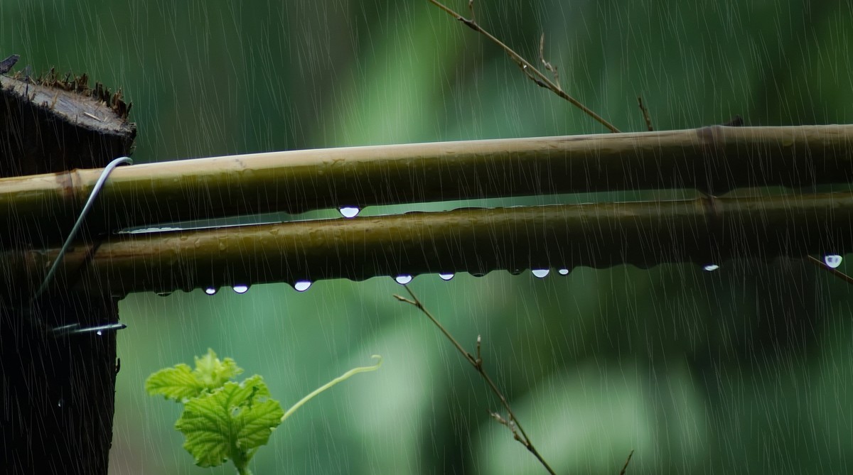 雨打竹篱沙沙响