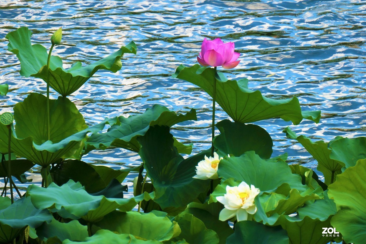【盈盈莲荷 碧翠欲滴】——摄于上海天山公园