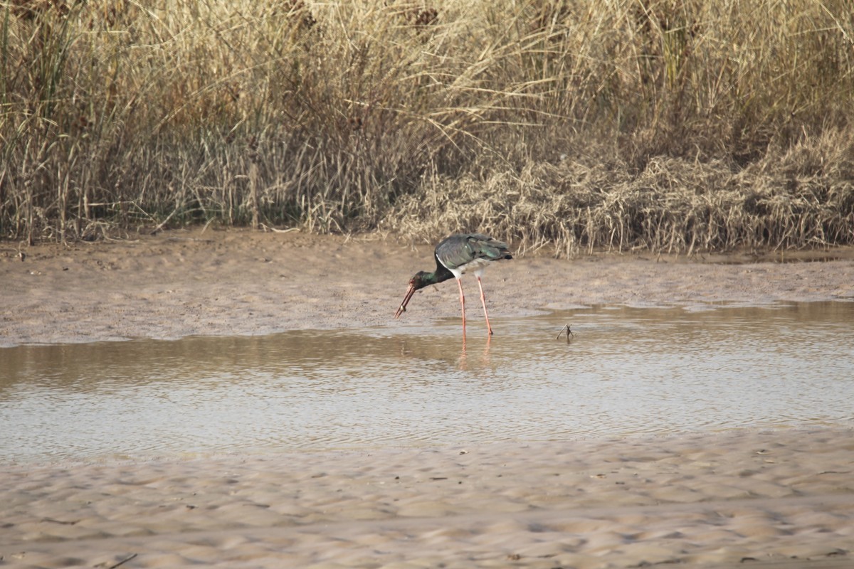 乌海湖边的水鸟