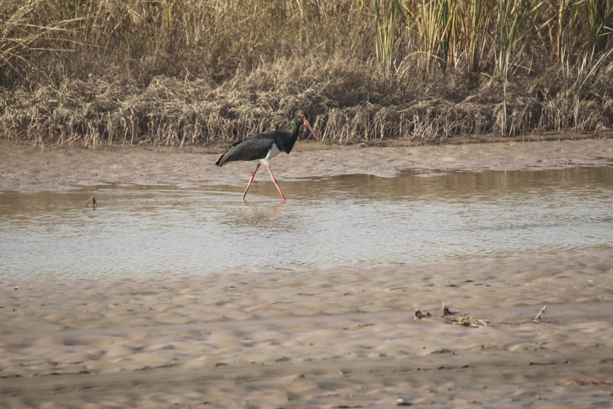 乌海湖边的水鸟