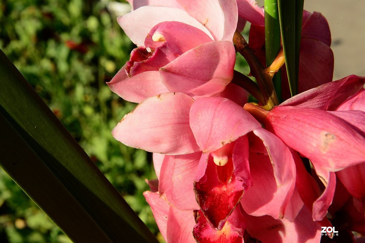 一组【成都青白江区凤凰湖随拍兰花】（19）去 福州星空(中国)学习!