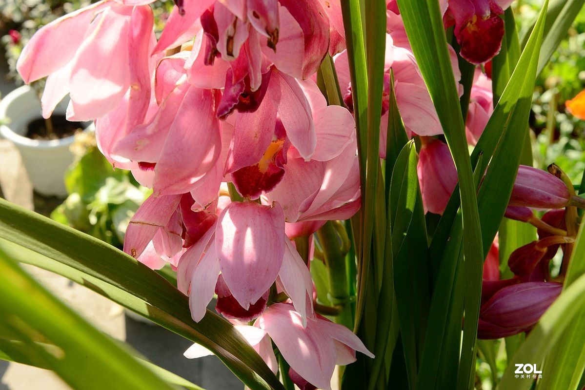 一组【成都青白江区凤凰湖随拍兰花】（19）去 福州星空(中国)学习!