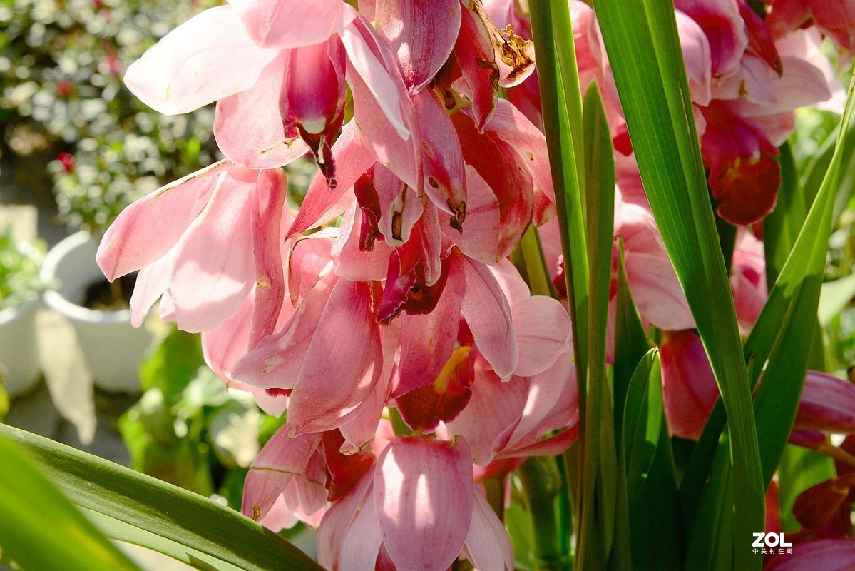 一组【成都青白江区凤凰湖随拍兰花】（19）去 福州星空(中国)学习!