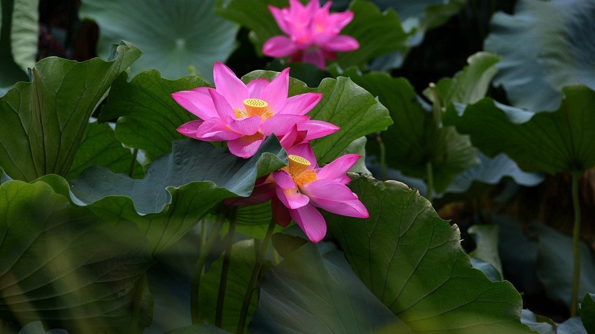荷花朵朵,百媚千娇