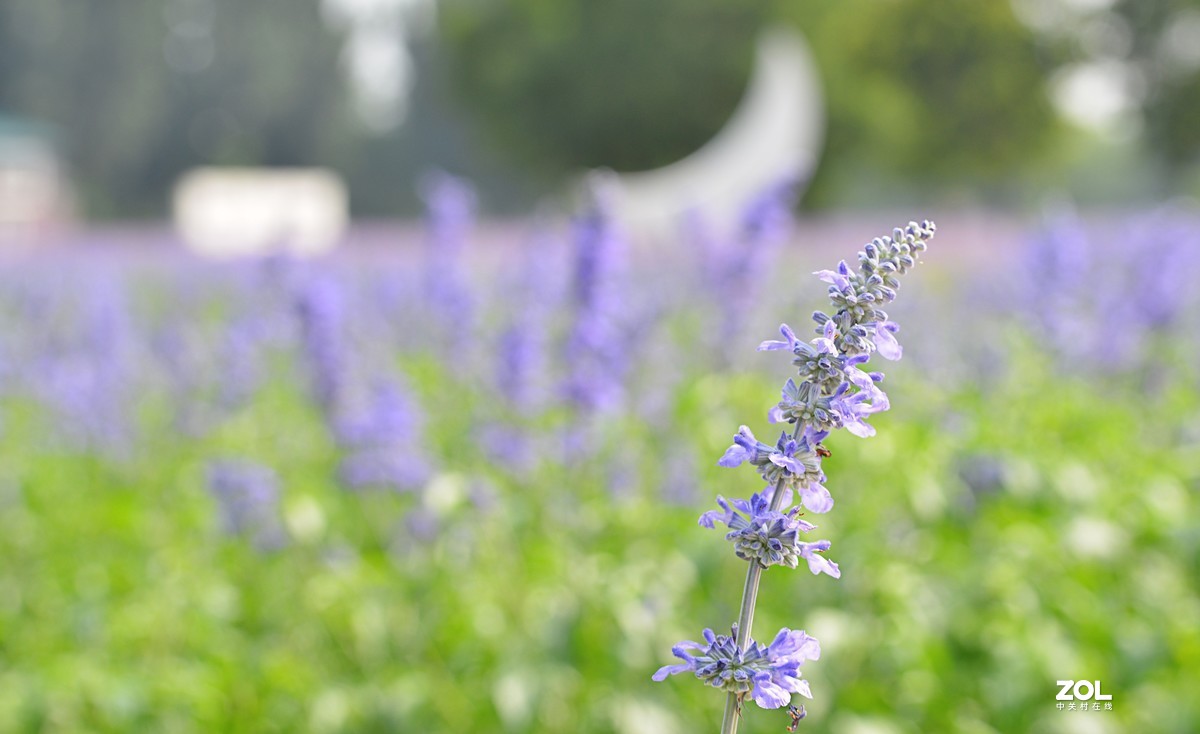 #微中有你#生中夏花