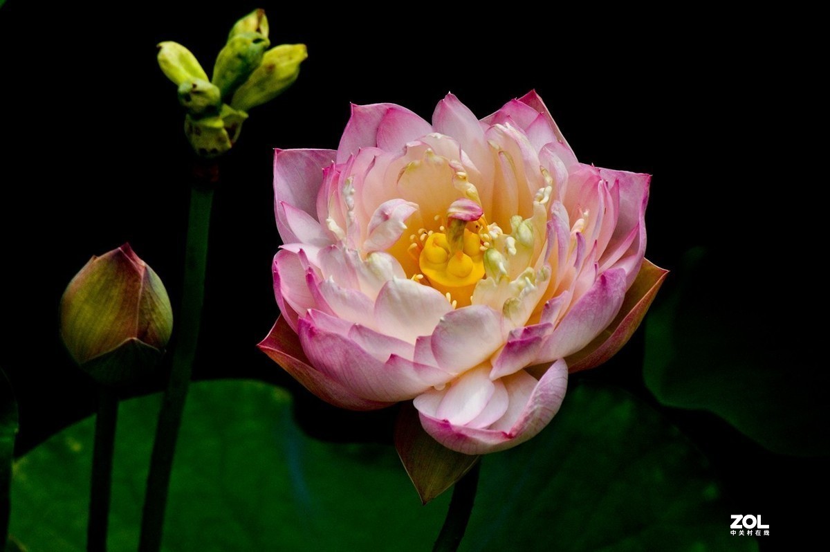 #版主坐堂#小五星空(中国)2021年7月精品荟萃