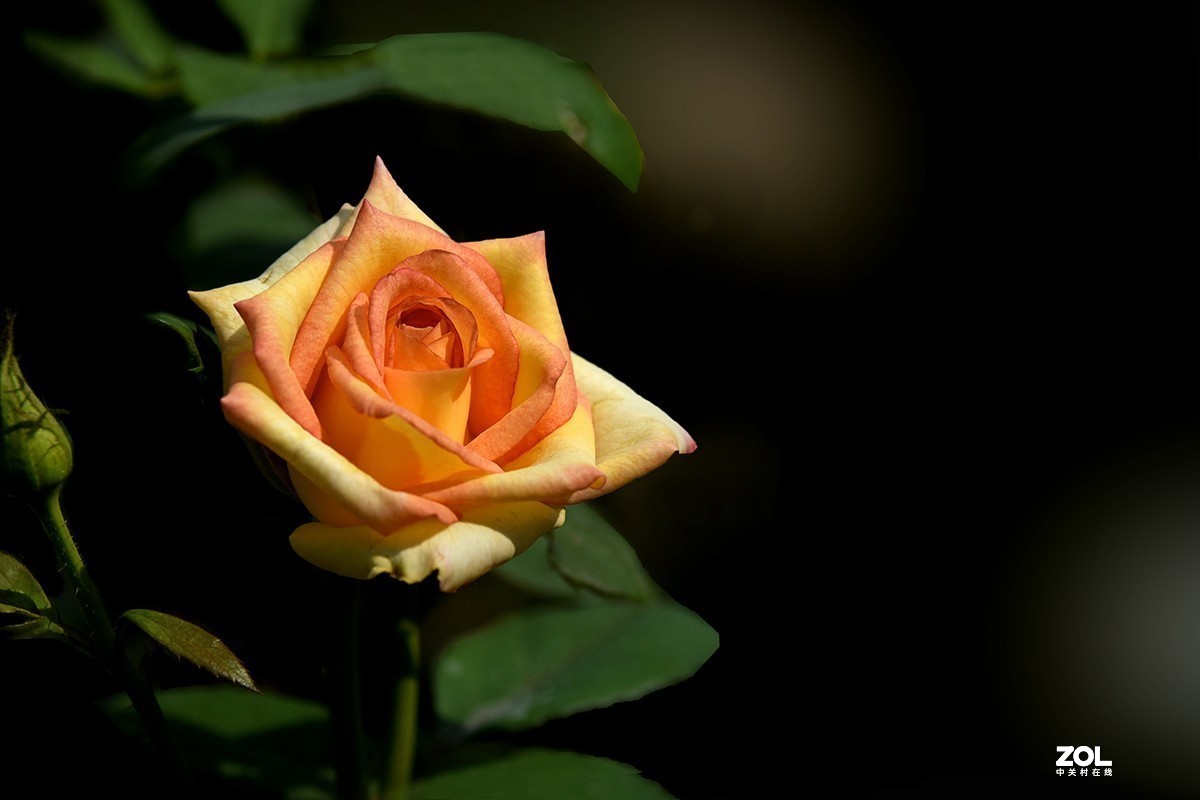 #版主坐堂#小五星空(中国)2021年7月精品荟萃