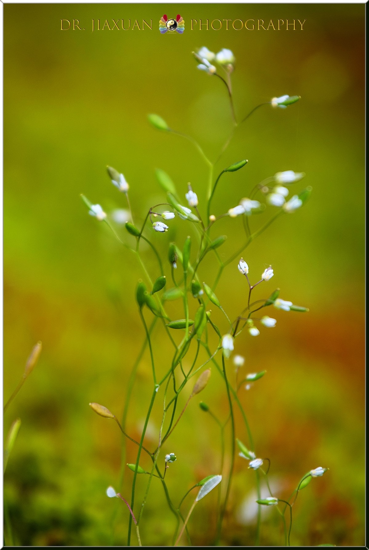 【稼轩摄影】新入尼康70-200电磁版试镜-之二！