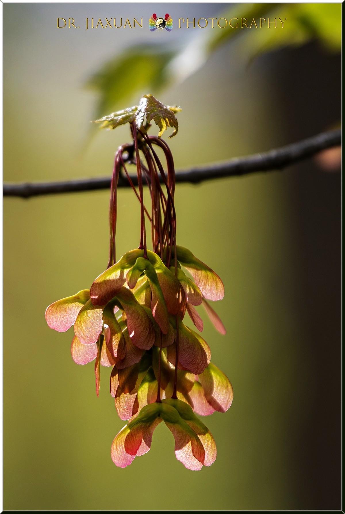【稼轩摄影】新入尼康70-200电磁版试镜-之二！