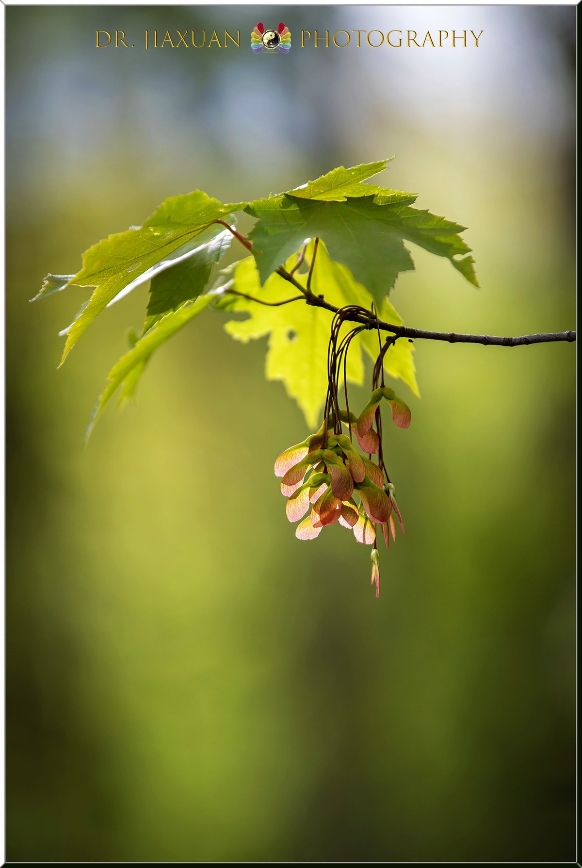 【稼轩摄影】新入尼康70-200电磁版试镜-之二！