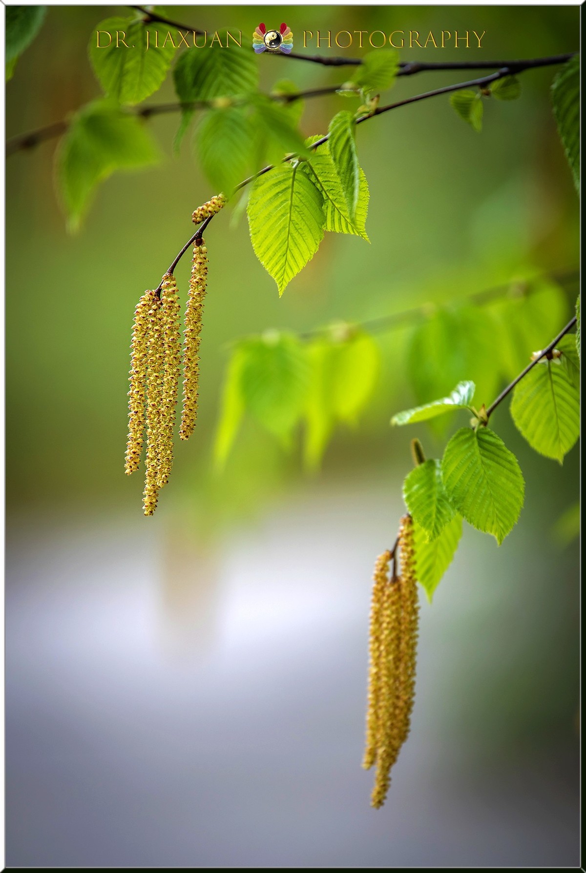 【稼轩摄影】新入尼康70-200电磁版试镜-之二！