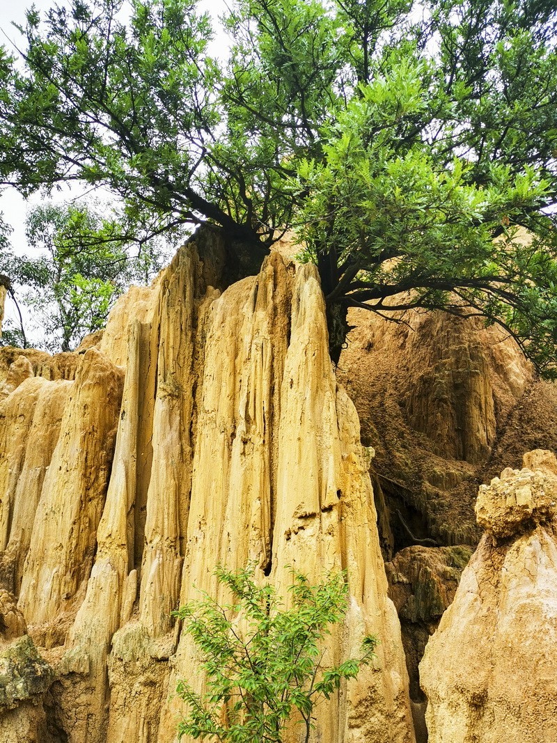 手机版一西昌黄联土林