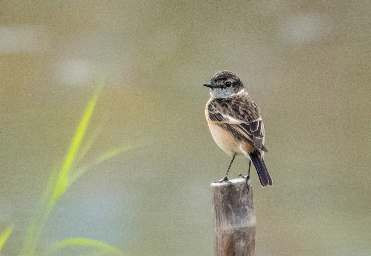 站在木桩子上的《东亚石?》