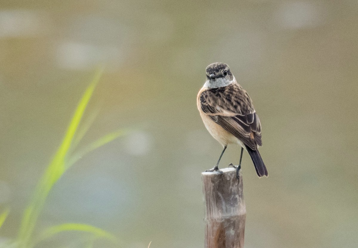 站在木桩子上的《东亚石?》
