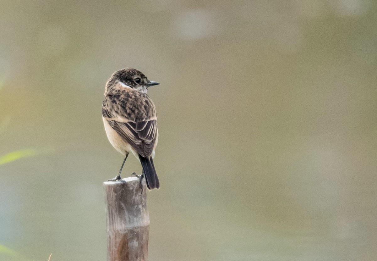 站在木桩子上的《东亚石?》
