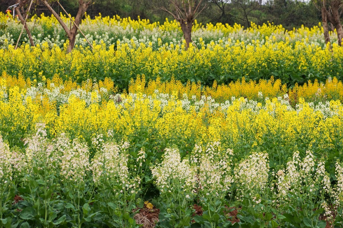 江夏彩色油菜花图片