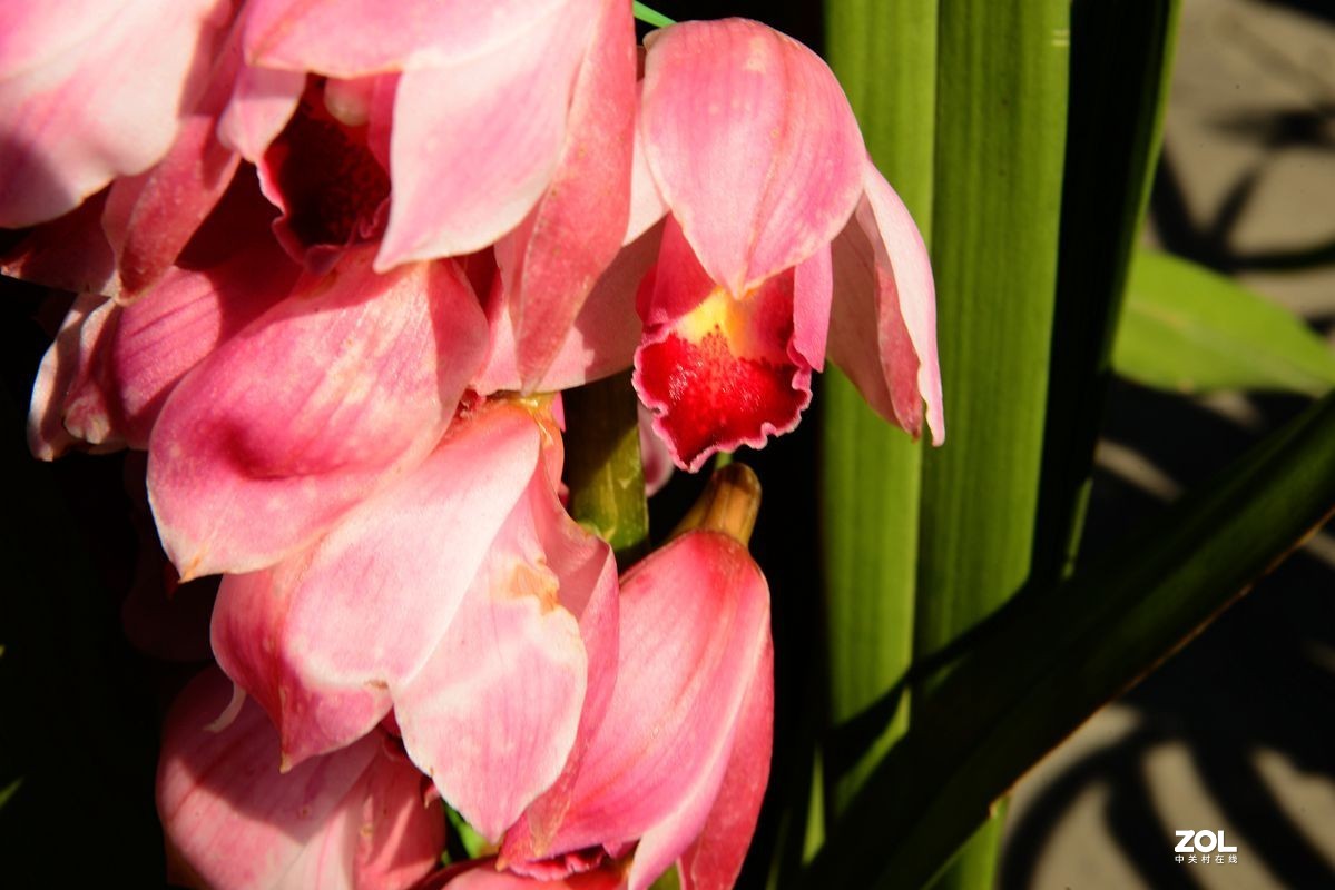 一组【成都青白江区凤凰湖随拍兰花】（19）去 福州星空(中国)学习!