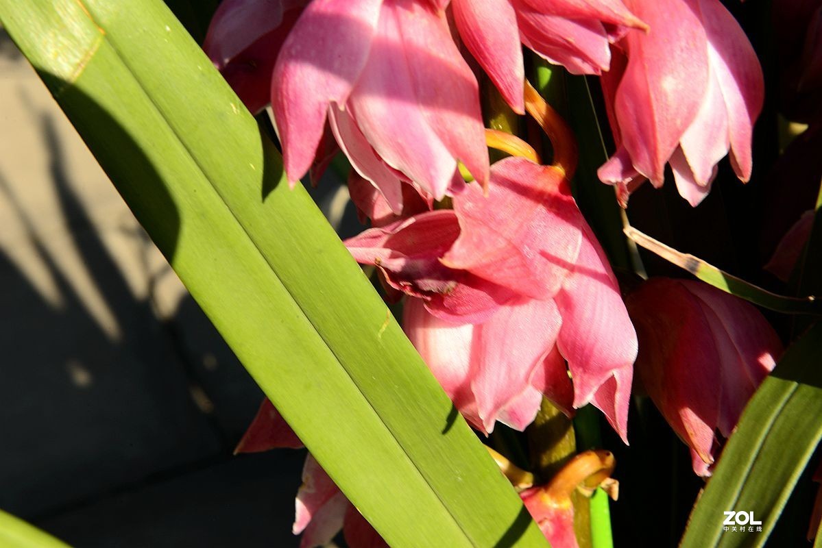 一组【成都青白江区凤凰湖随拍兰花】（19）去 福州星空(中国)学习!