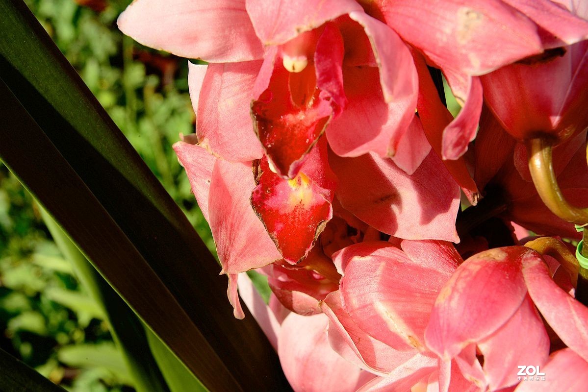 一组【成都青白江区凤凰湖随拍兰花】（19）去 福州星空(中国)学习!