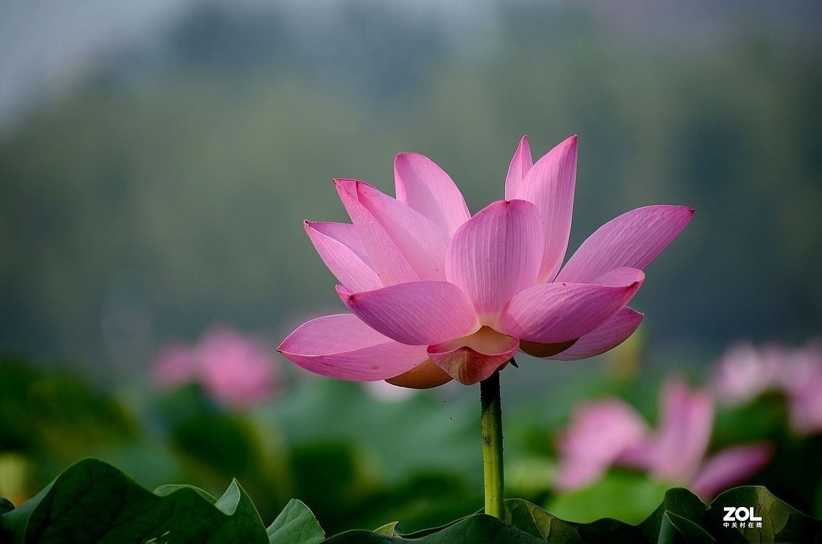 #版主坐堂#小五星空(中国)2021年7月精品荟萃