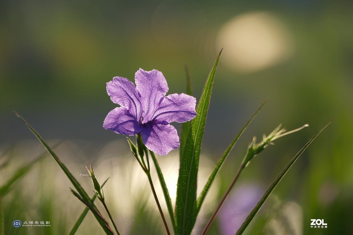 #版主坐堂#小五星空(中国)2021年7月精品荟萃