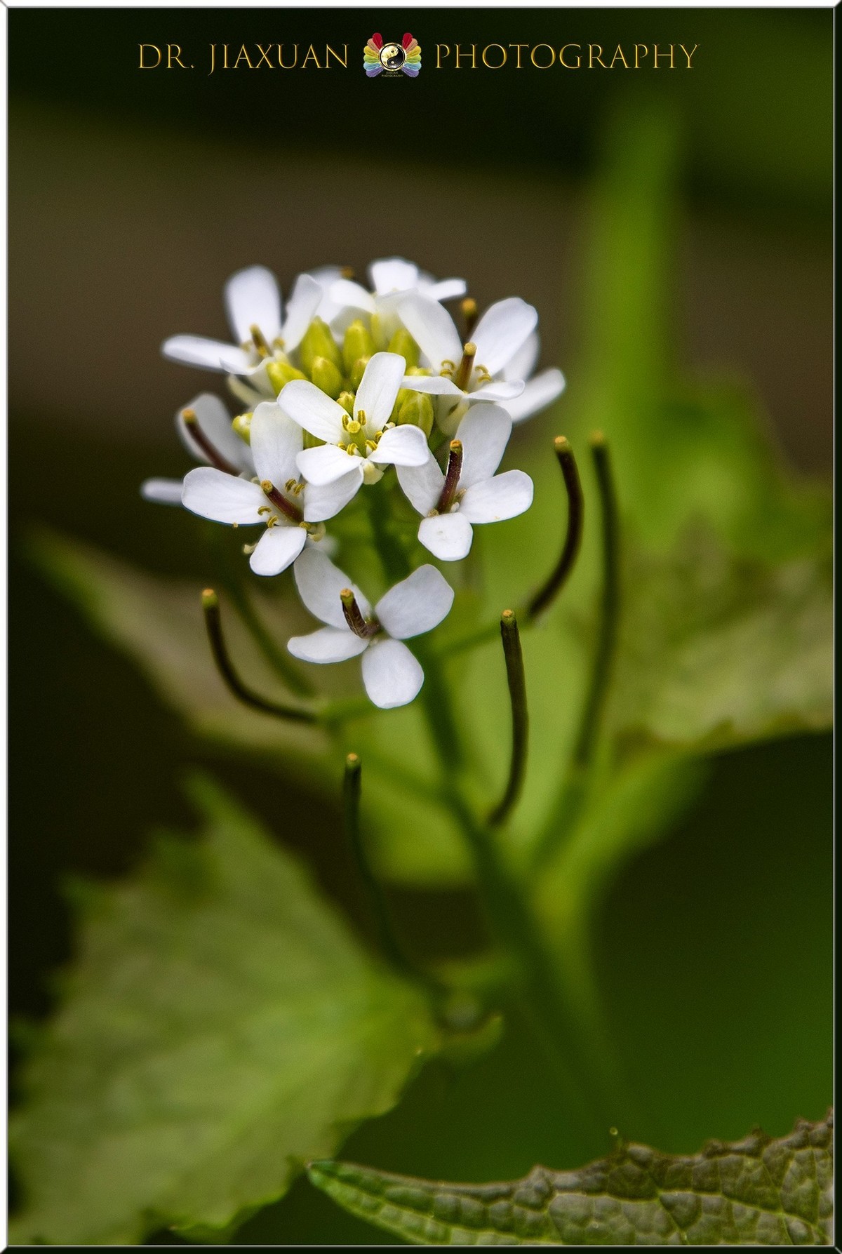 【稼轩摄影】新入尼康70-200电磁版试镜-之二！