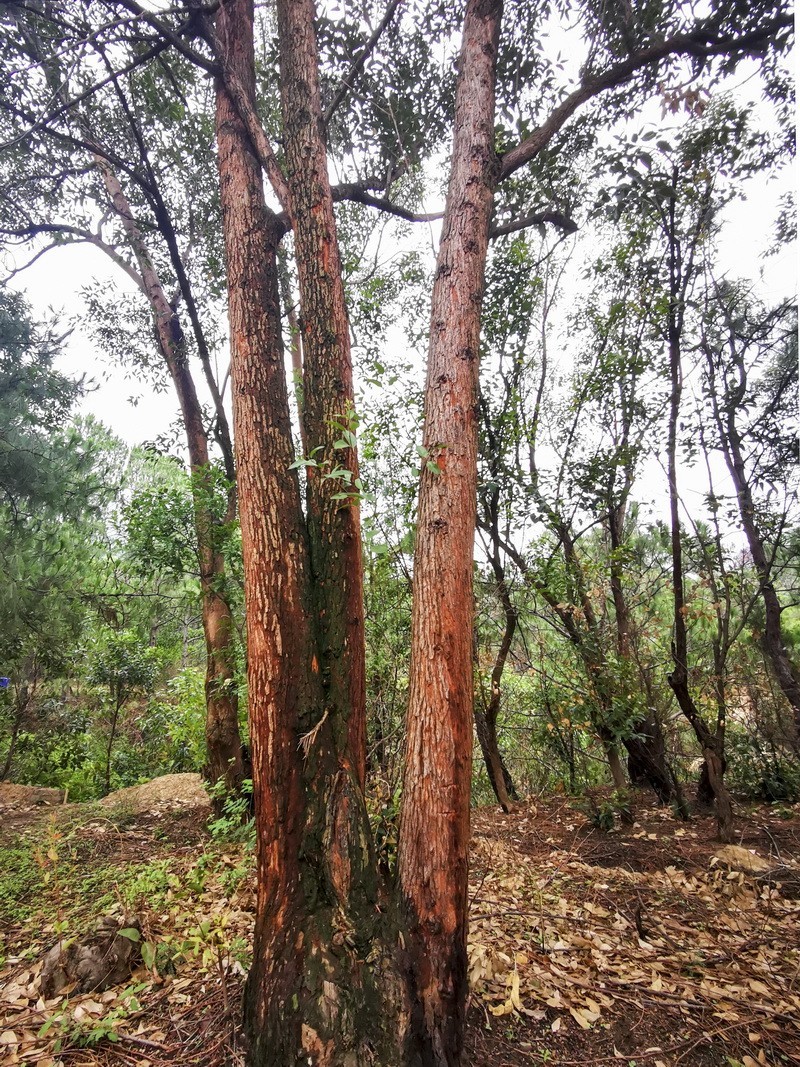 手机版一西昌黄联土林