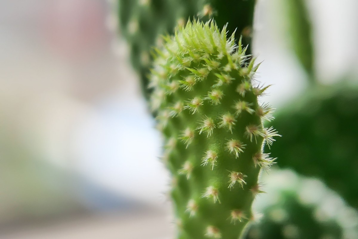 室外秋雨绵绵★室内闲情拍花
