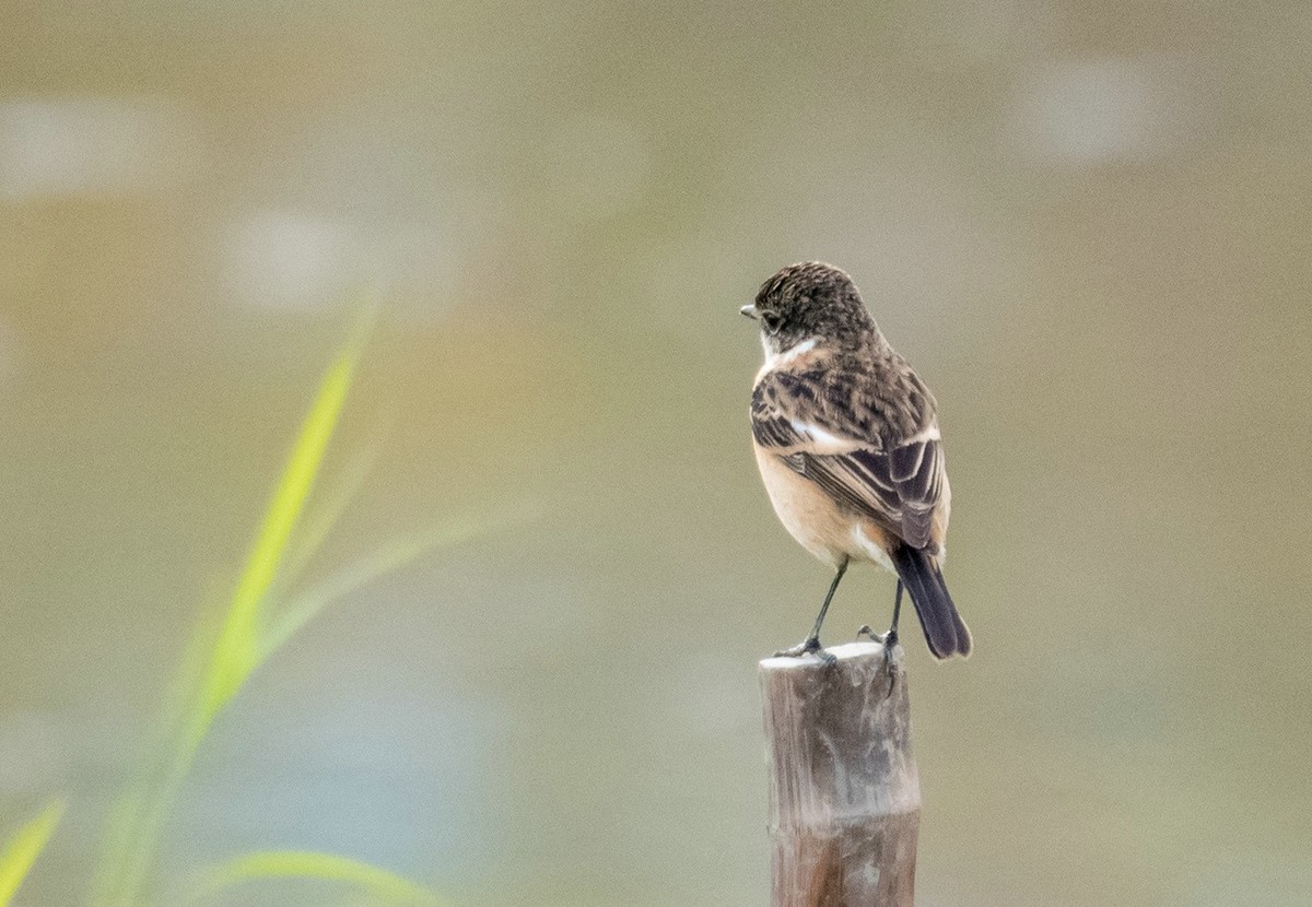站在木桩子上的《东亚石?》