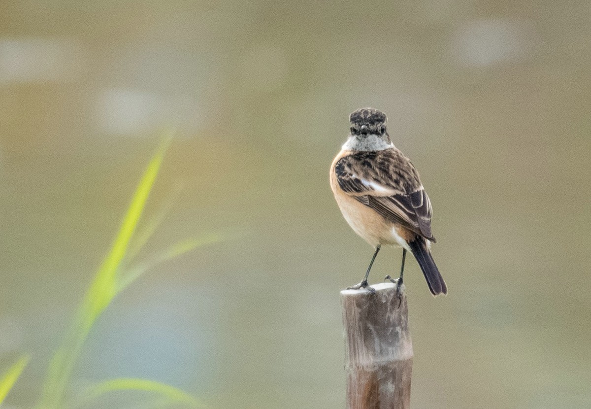 站在木桩子上的《东亚石?》