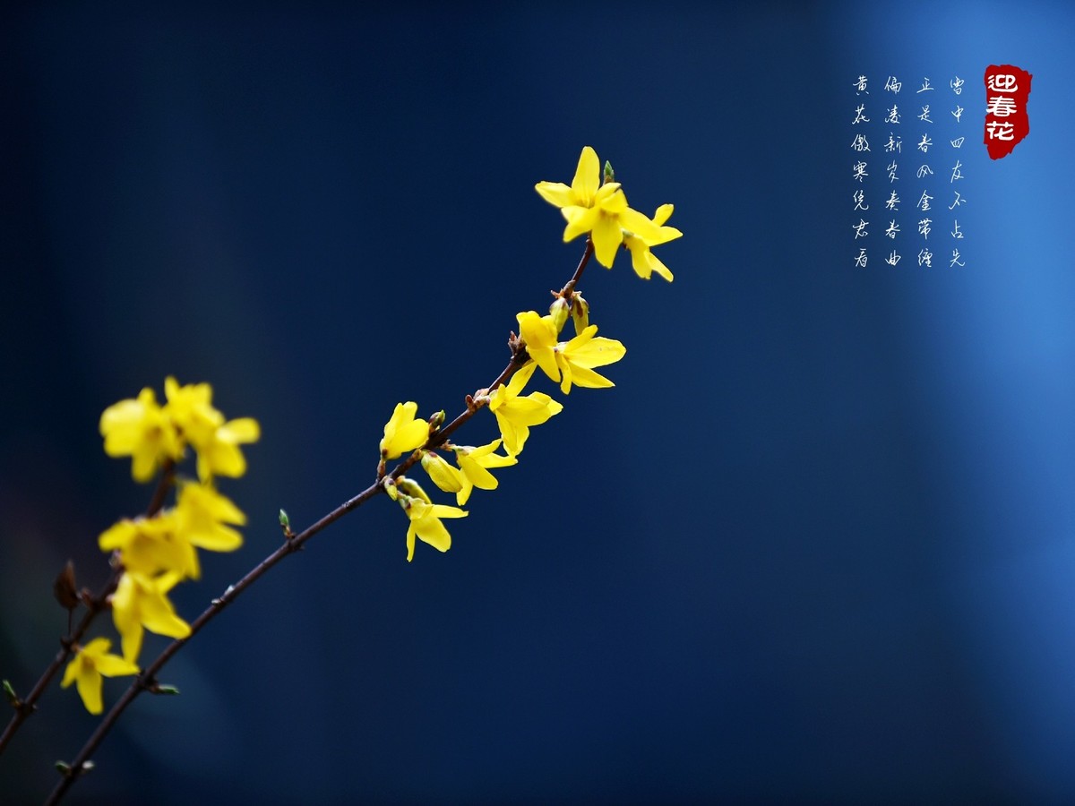 迎春花开春来早