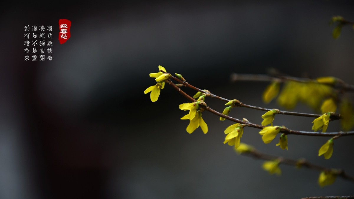 迎春花开春来早