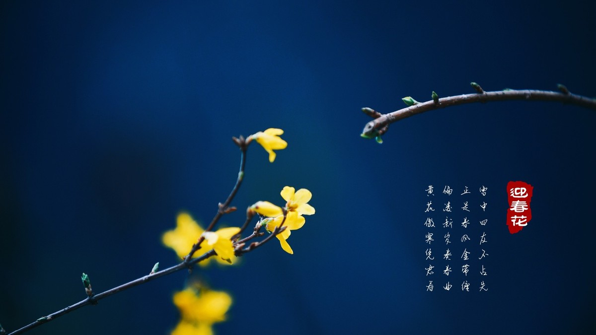 迎春花开春来早