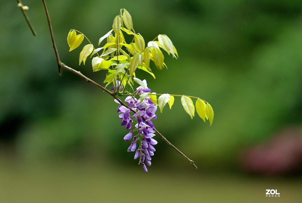 あかねさす紫の花图片