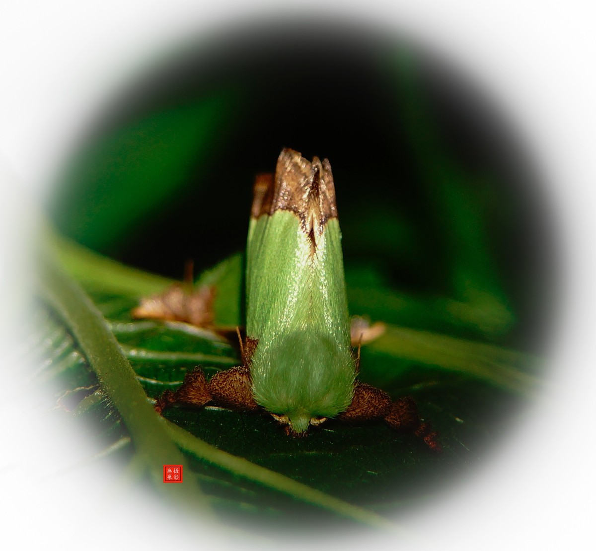 微观昆虫世界之[29]