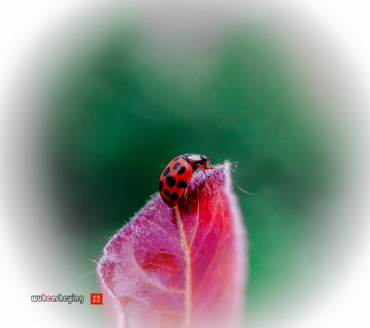 微观昆虫世界之[29]