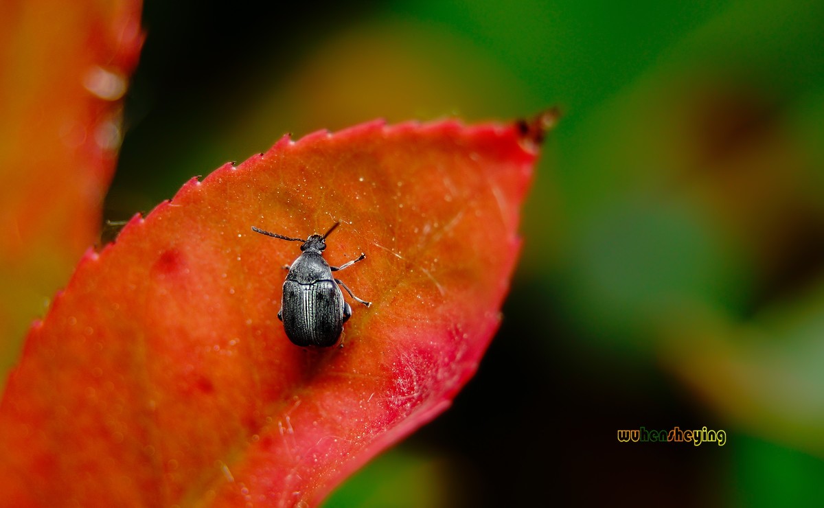 微观昆虫世界之[29]