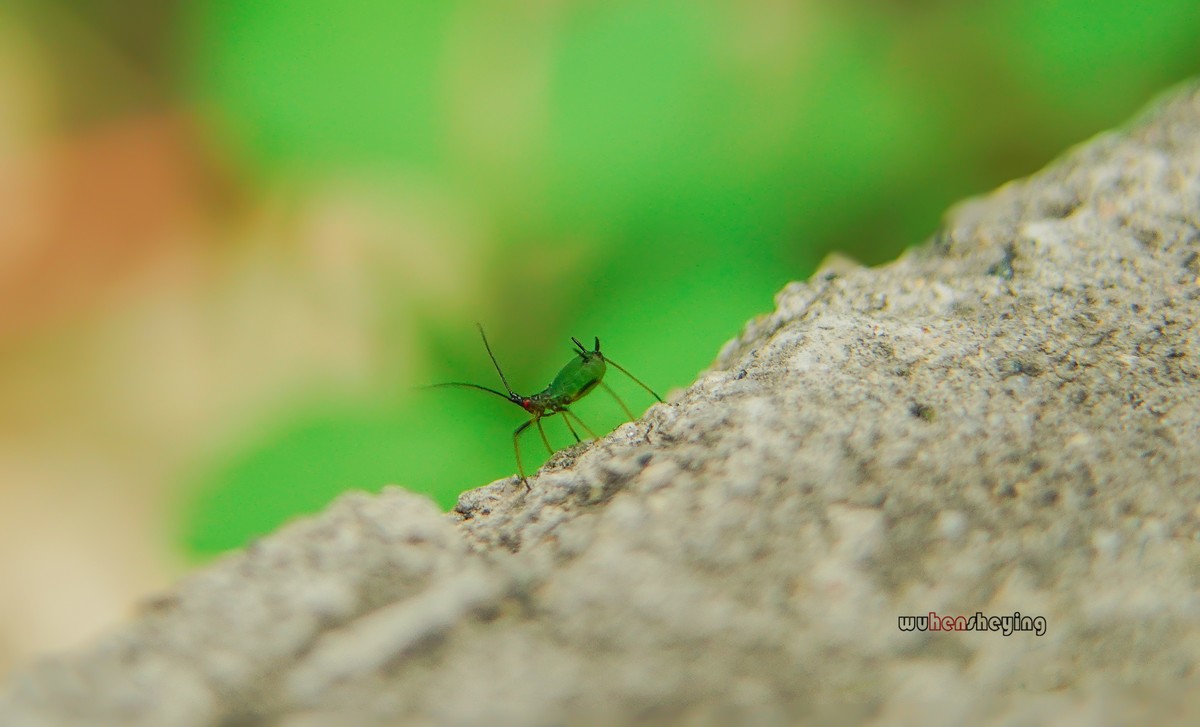 微观昆虫世界之[29]
