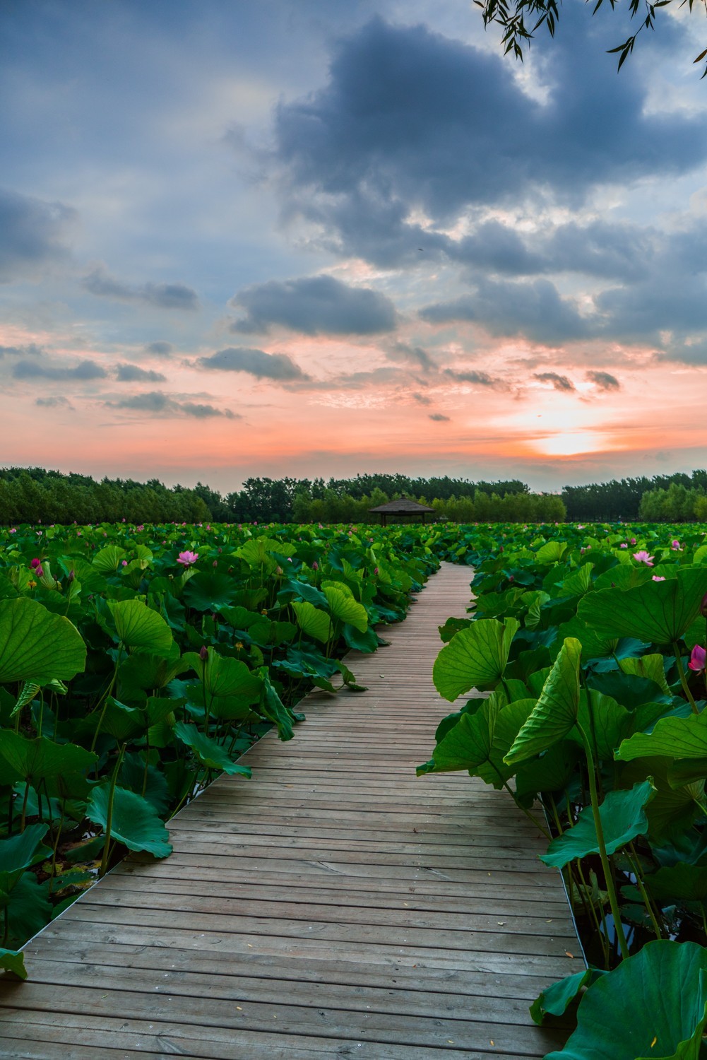 柳壕湿地公园之十四荷塘晨曲三