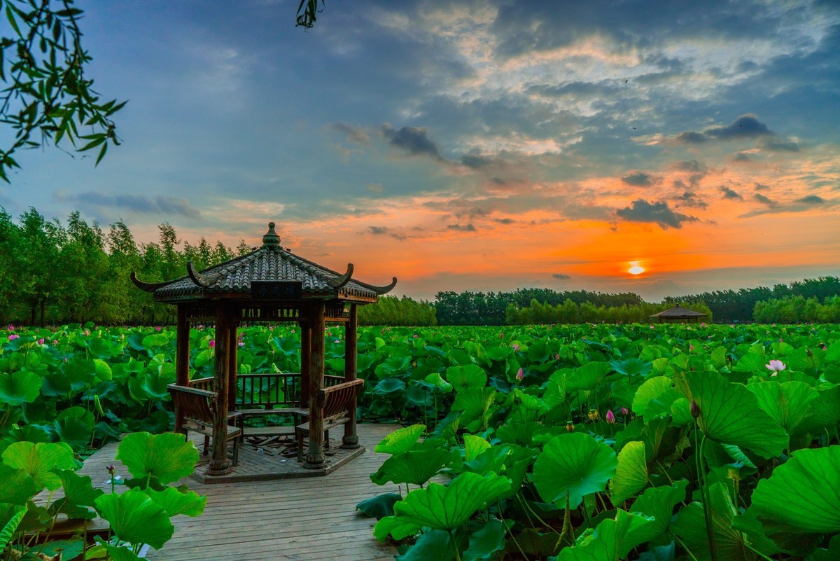 柳壕湿地公园之十四荷塘晨曲三