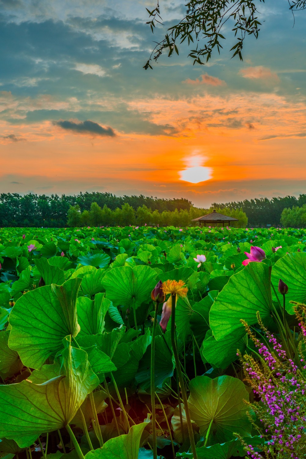 柳壕湿地公园之十四荷塘晨曲三