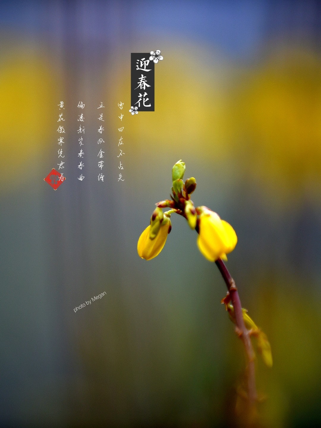 迎春花开春来早