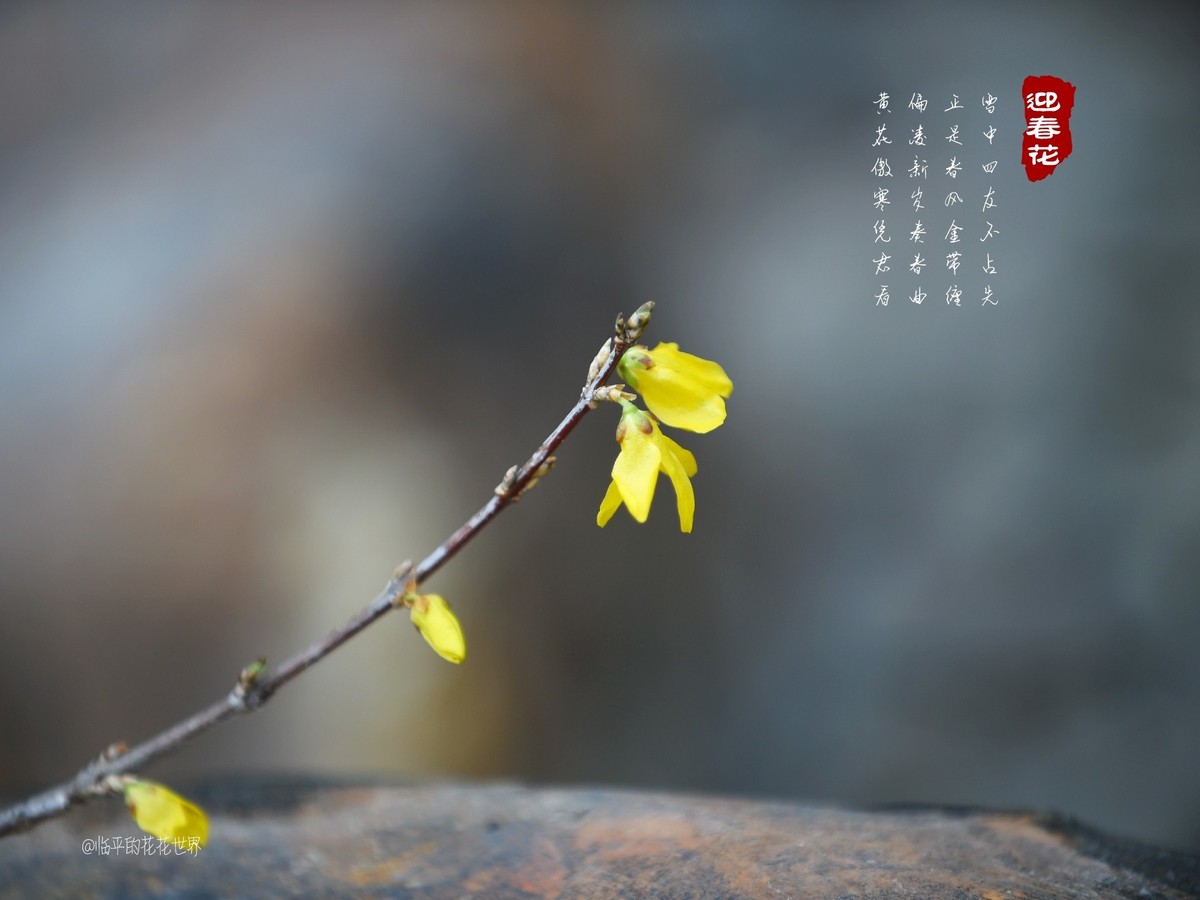 迎春花开春来早