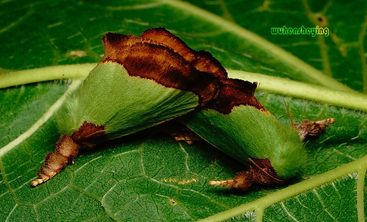 微观昆虫世界之[29]