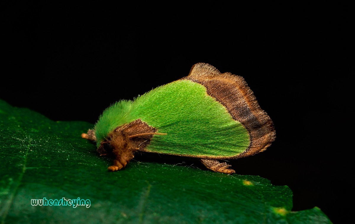 微观昆虫世界之[29]