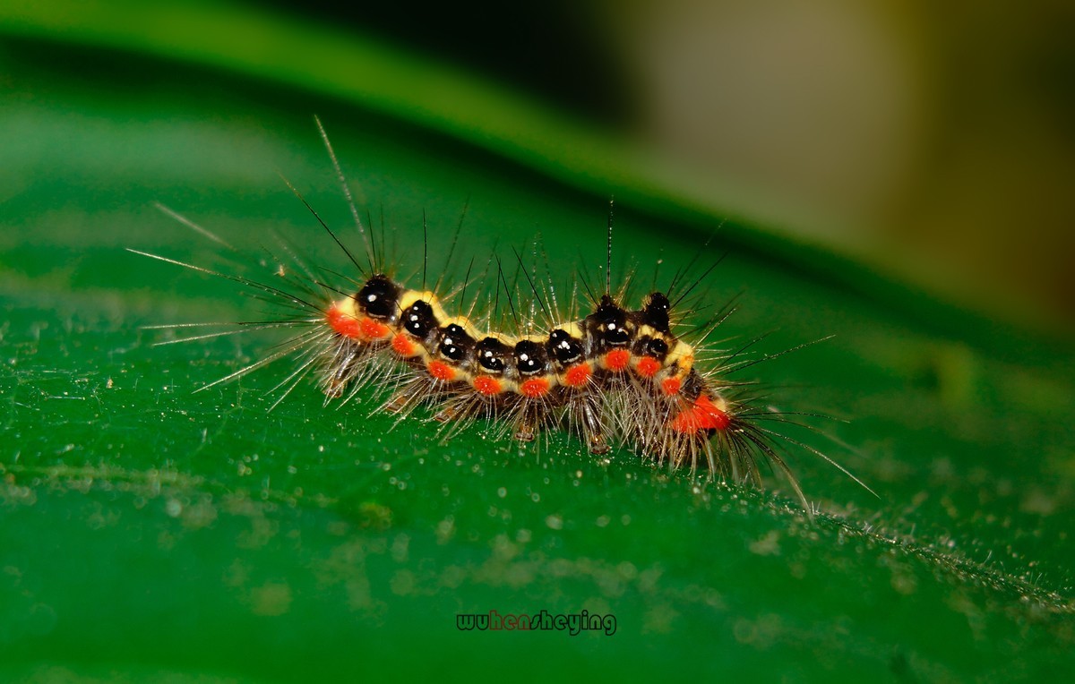 微观昆虫世界之[29]