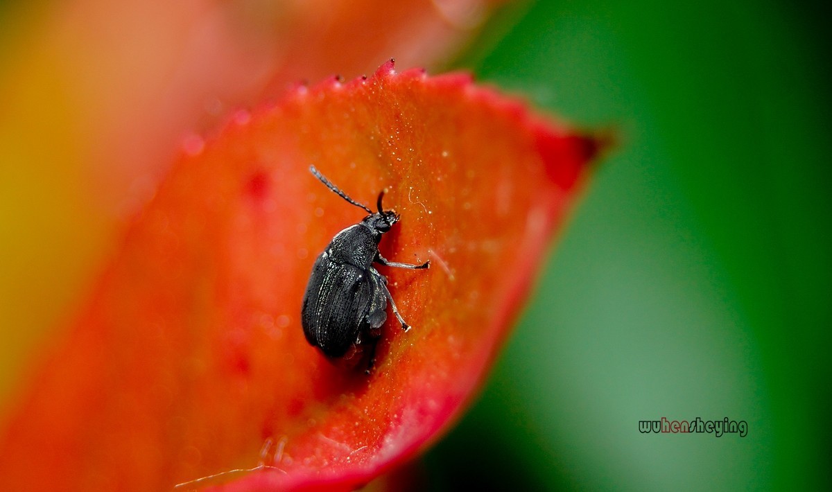 微观昆虫世界之[29]