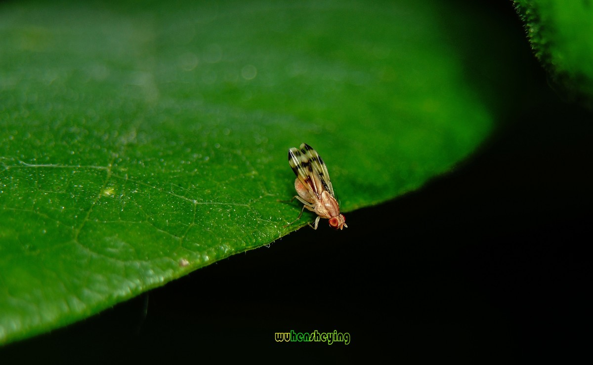 微观昆虫世界之[29]