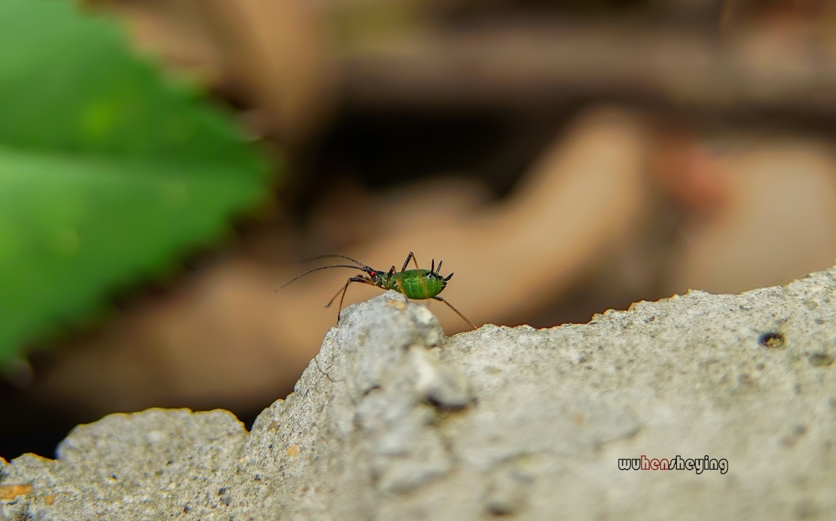 微观昆虫世界之[29]