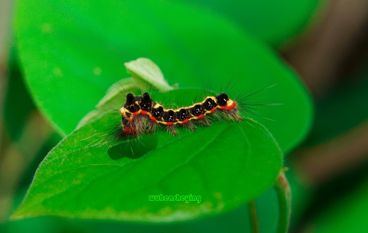 微观昆虫世界之[29]